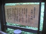 武雄神社の大楠